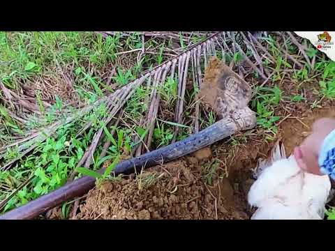 PINDAH SPOT MALAH NABRAK AYAM.... CASTING DI TJ.PURA LANGKAT...