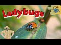 Ladybug Facts and Trivia