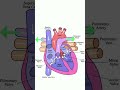 Heart Valves and Blood Flow