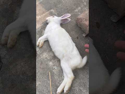 Ya achanak kya ho gaya😟😰 #viralvideo #foryou #rabbits #1000subscriber #fyp