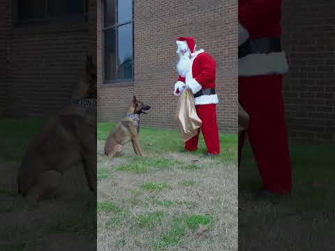 Omg Alrick is only a older puppy in this video! Always a Poohpup though!