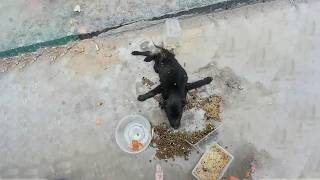 Kind Woman Finds Motionless Puppy In Trash Can, Dying... She Takes It To Vet & Finally Adopts It!