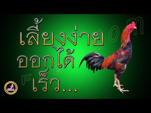 เลี้ยงไก่ง่ายๆใช้เวลาไม่นาน...!!!