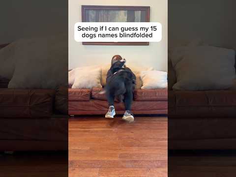 Could you have guessed ALL the dogs right? ๐ค What game should we try next? ๐#dogsofyoutube