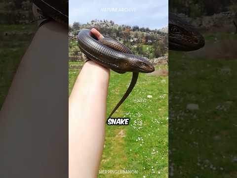 Is This A Snake? 🐍 Legless Lizard 🦎