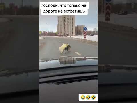 Что на дороге только не встретишь...Весна 😆 И в хвост и в гриву)) И пусть весь мир подождёт 😄