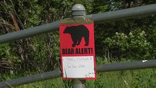 YouTube video thumbnail: A man Riding his Bike is Attacked by Brown Bear on an Anchorage Trail