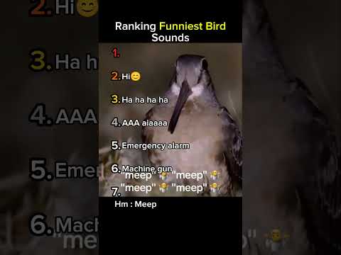 Ranking Funniest Bird Sounds