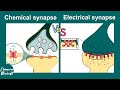 Chemical and Electrical Synapses