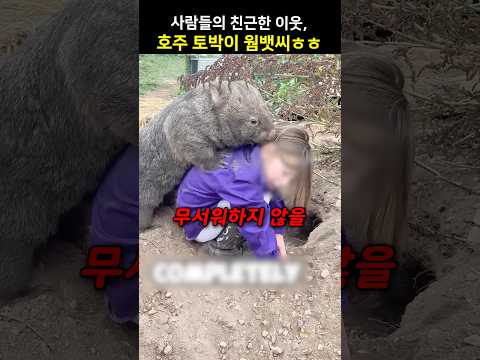 사람들의 친근한 이웃, 호주 토박이 웜뱃씨ㅎㅎ