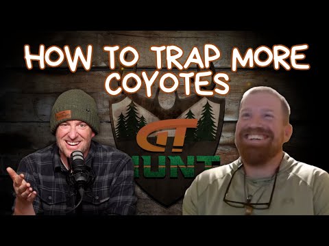 Trap More Coyotes