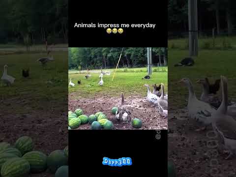 Ducks panic after owner pretends to fall out 😭😭😭