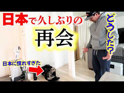日本に慣れた生活をし始めたユキちゃん。久しぶりのご主人様への反応は一体？国際結婚｜ワンちゃんペット