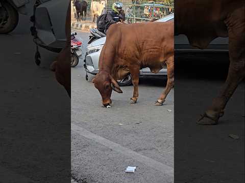 My heart beats like a drum as this cow's on the road. #cow #animals #india