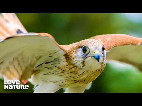 Australia's Most Skilled Predators | Wild Birds of Australia 103