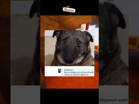 Köpeğimiz bile gariban aq 😅 #komikvideolar