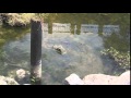 Urban Development and Water Pollution