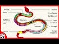 Snake Anatomy and Physiology