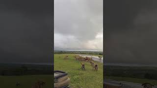 Lions vs Hyenas: Chaos at the Kill!
