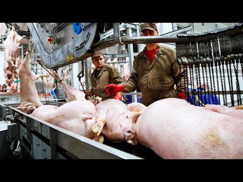 Pig Raising Outdoor Method - Modern Pork Slaughter & Cutting Factory - Sausage Production Line