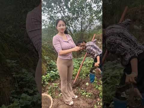 Digging the soil to harvest sweet potatoes