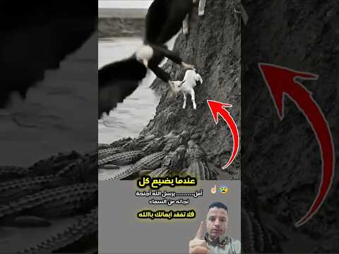 لحظات يجبر الله قلبك: معجزة نجاة ماعز صغير من بين فكي التمساح! | تعليق وهندسة صوتية إبداعية🦅✨#shorts