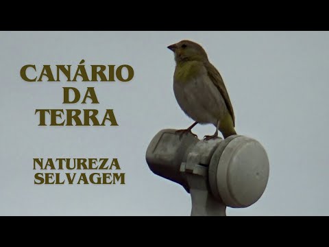 Canário da terra Pardo com lindo canto gravado 23 12 2024  N392