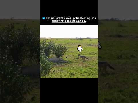Bengal Jackal wakes up the sleeping Lion #trending #animals #wildlife #youtubeshorts