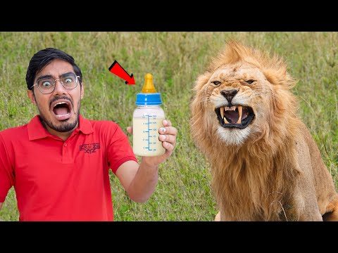 Extreme Challenge- क्या मैं असली शेर को दूध पिला पाउँगा? 100% Real & Dangerous