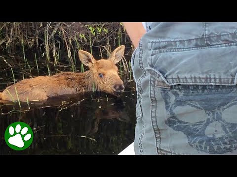 Baby Moose Rescued By Kind Fishermen