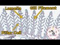 Gill Anatomy and Function Assessment