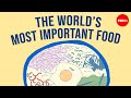 Understanding Rice Cultivation and Its Impact
