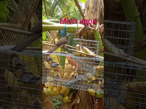 Minh Ngọc 7 chim trao trảo tự động hiệu quả #shorts #baychim