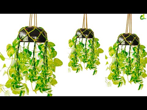 Create Your Own Money Plant Tree/Grow the Perfect Money Plant Tree in Your Garden/ORGANIC GARDEN