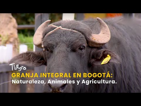 YouTube video thumbnail: Integral Farm in Bogotá: Nature, Animals and Agriculture