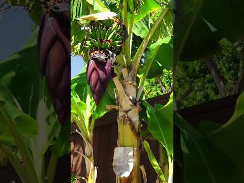 How to Grow Bananas in Your Backyard Garden – Easy Tips and Tricks!