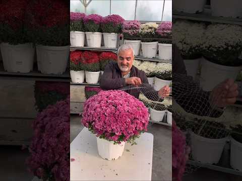 beautiful gul e dowdi flowers