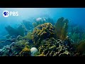 Coral Reef Recovery and Resilience