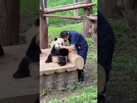 Happy panda 🐼 #panda #core #funny #animals #cute #Love #funnyvideos #fyp #pandalover