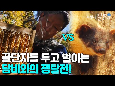 [풀버전] 지리산 벌꾼 아저씨와 최강 포식자 담비와의 한판 승부 I KBS 스페셜 지리산 벌꾼과 담비 160317 방송