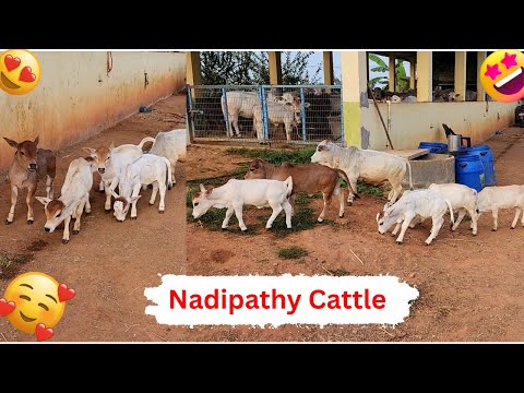 Nadipathy Goshala - Home Of Mini, Micro, Nadipathy Nano Breeds |Shortest Cows Breed |01- 02Feet Cows
