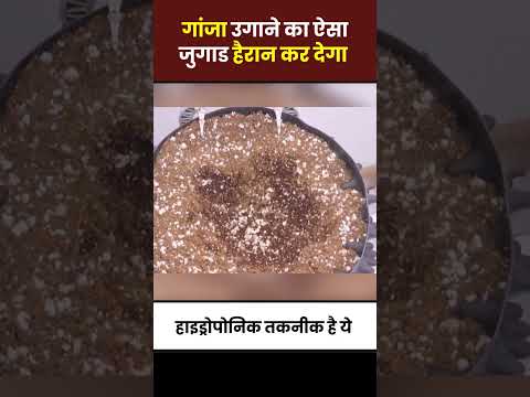Ahmedabad me ghar me gaanje ki kheti !