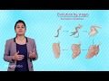 Evolution and Plant Development Concepts