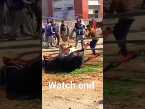 #horseshort #viral #shortviral #horselover #short