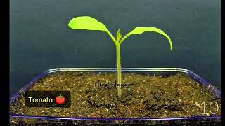 Tomato Growth Timelapse From Seed 🍅 in 75 Seconds #tomato #timelapse #growth #plants 