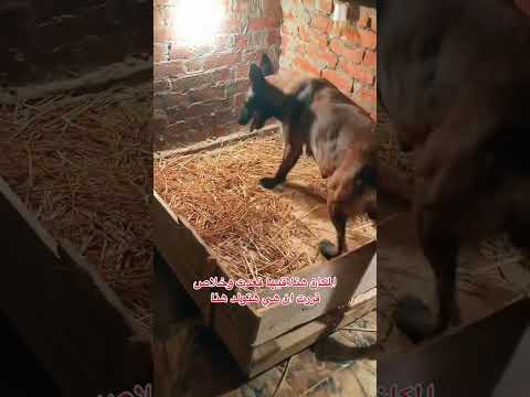 الكلبه بتولد 😱🔥ونتا مش عارف تعمل اي || ولاده كلبه ملينو ف مزرعه محمود موزه 🍌😳