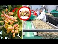 Pistachio Cultivation and Harvesting