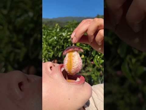 Poppy She was not eating poisonous fruit, she was eating delicious and sour sweet passion fruit.