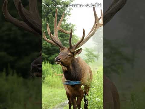 أغرب خمس أصوات في عالم الحيوان !!! #shorts