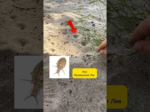 Две находки сразу! #shortvideo #metaldetecting #золото #coin #клад #Находка #поиск #сокровище #short
